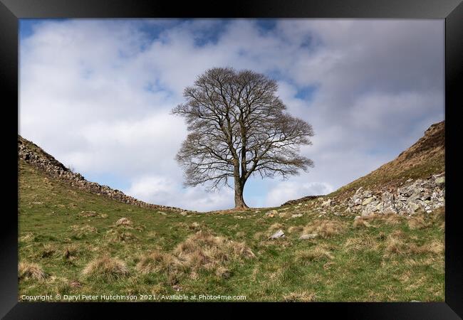 Hadrians Wall and the Sycamore Tree Framed Print by Daryl Peter Hutchinson