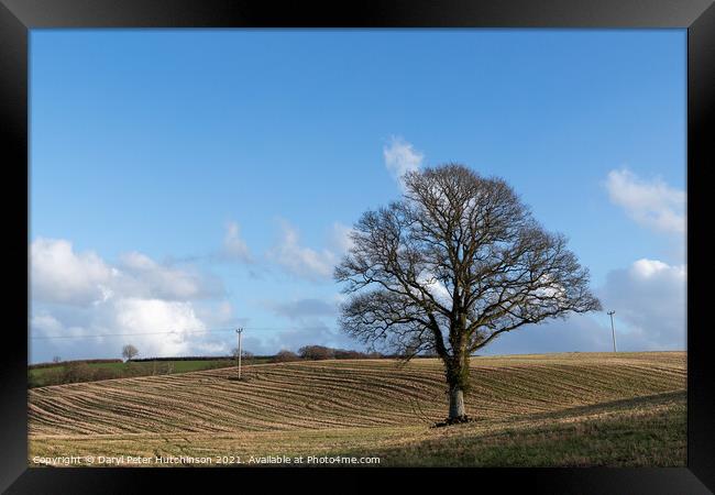 A lone tree Framed Print by Daryl Peter Hutchinson