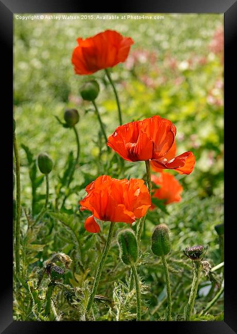  Sunny Red Poppies Framed Print by Ashley Watson