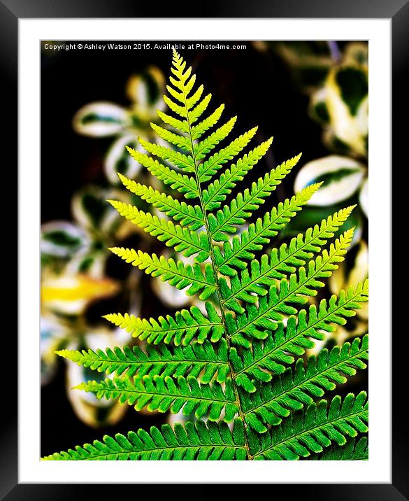  Fresh Green Bracken Framed Mounted Print by Ashley Watson