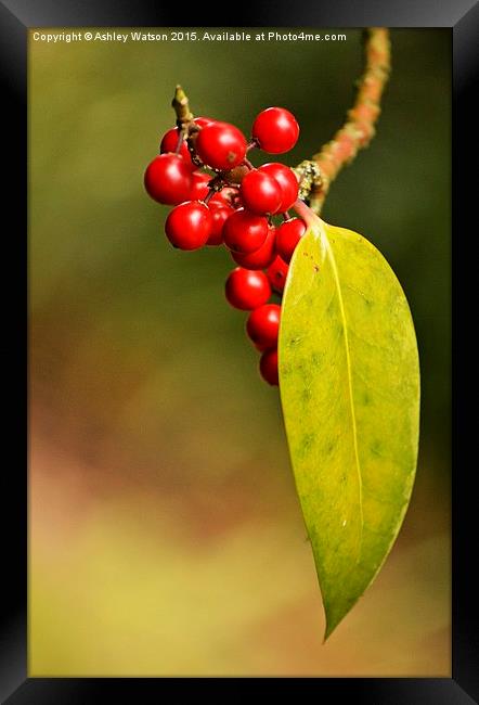  Shy Berries Framed Print by Ashley Watson