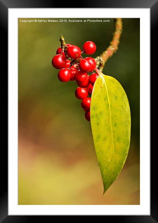  Shy Berries Framed Mounted Print by Ashley Watson