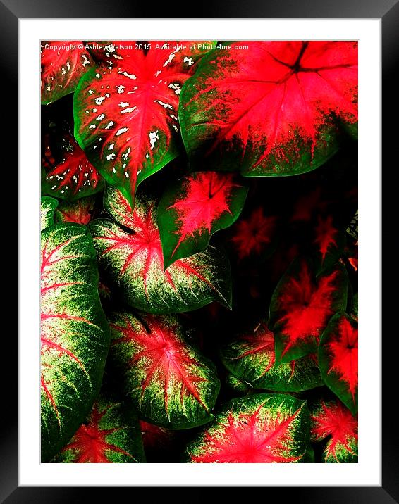  Tropical Leaf Explosion Framed Mounted Print by Ashley Watson