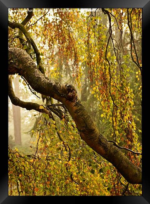  Misty Autumn Birch Framed Print by Ashley Watson