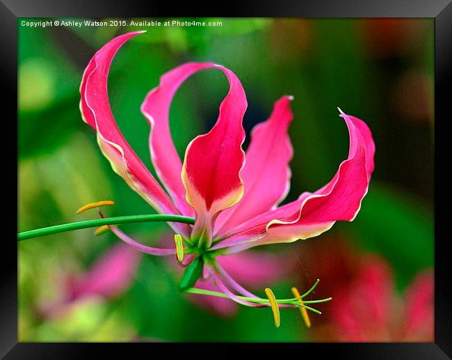  Beautiful Pink Lily Framed Print by Ashley Watson