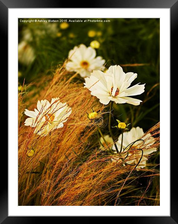  Cosmos and Grasses Framed Mounted Print by Ashley Watson