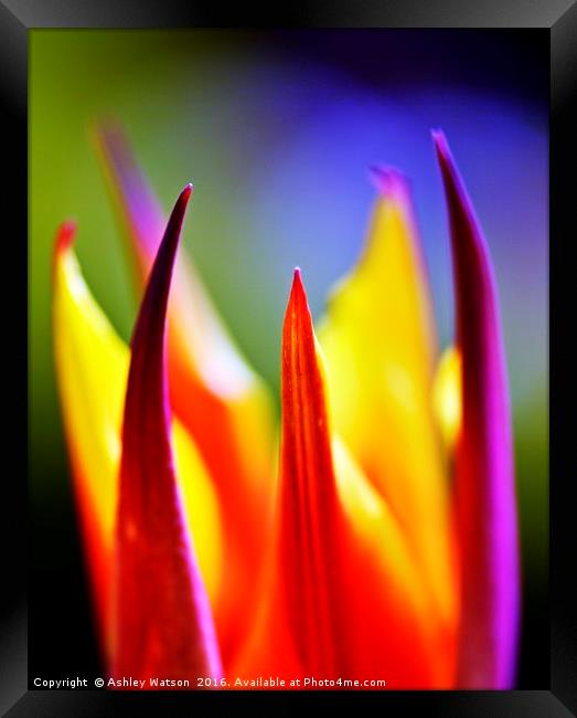 Tulip Fire Framed Print by Ashley Watson
