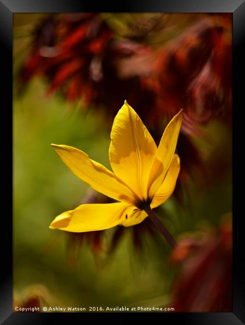 Tulip Bokeh Framed Print by Ashley Watson