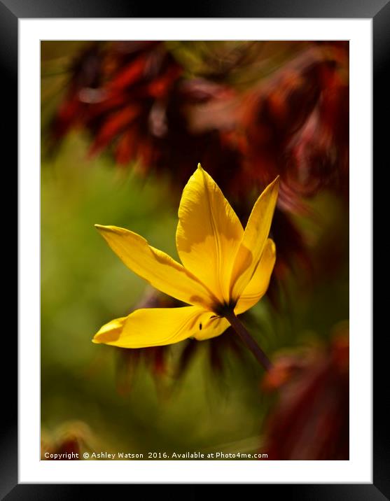 Tulip Bokeh Framed Mounted Print by Ashley Watson