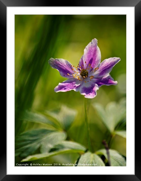 Spring Anenome Framed Mounted Print by Ashley Watson