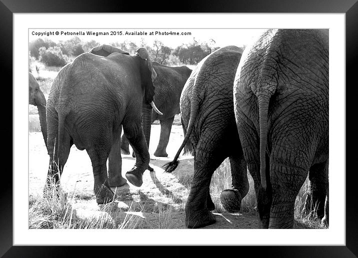  Elephants bums Framed Mounted Print by Petronella Wiegman