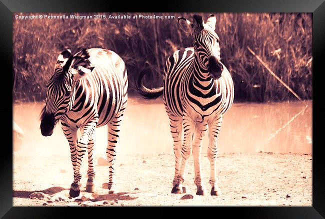  Playful zebras Framed Print by Petronella Wiegman