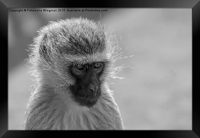  Vervet Monkey Framed Print by Petronella Wiegman