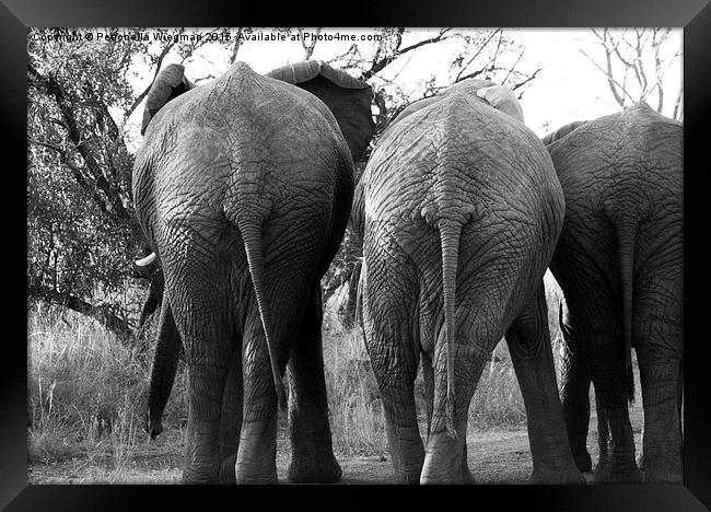  Elephants bums Framed Print by Petronella Wiegman