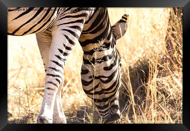  Zebra Framed Print by Petronella Wiegman