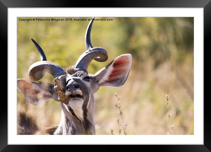  Kudu Framed Mounted Print by Petronella Wiegman