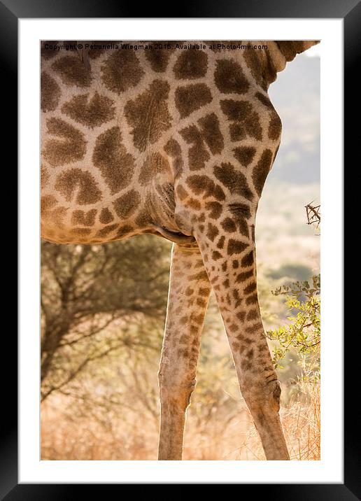  Giraffe Framed Mounted Print by Petronella Wiegman