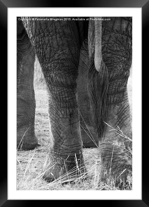  Elephants tail Framed Mounted Print by Petronella Wiegman