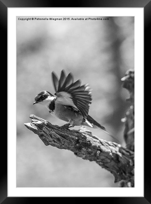  Flying bird Framed Mounted Print by Petronella Wiegman