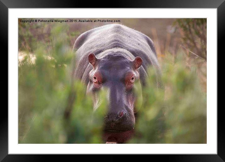  Hippo Framed Mounted Print by Petronella Wiegman