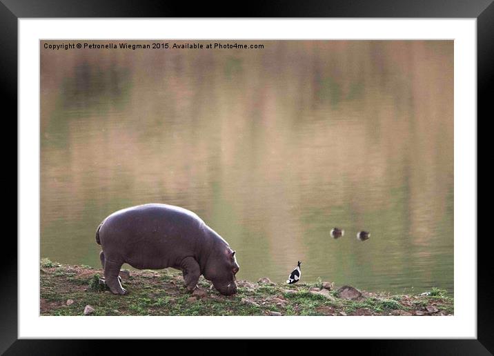  Hippo baby Framed Mounted Print by Petronella Wiegman