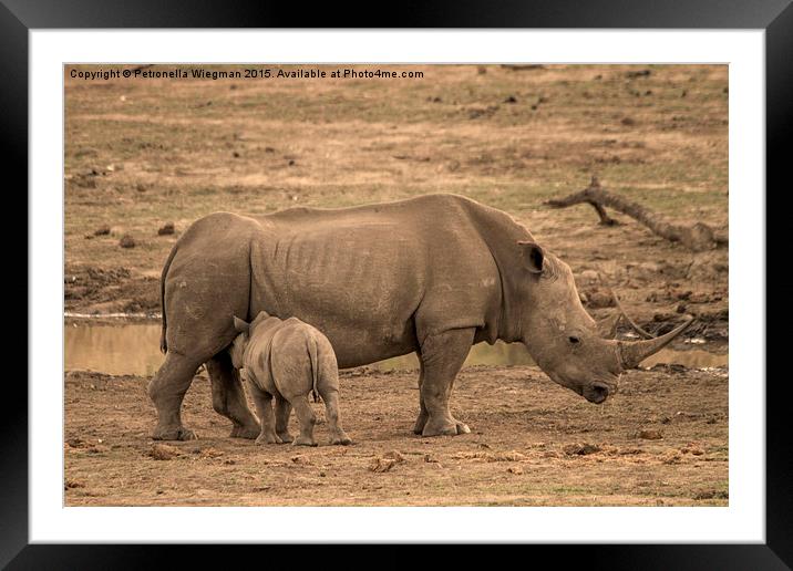 White Rhino baby Framed Mounted Print by Petronella Wiegman