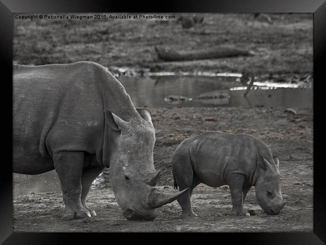 White Rhino baby  Framed Print by Petronella Wiegman