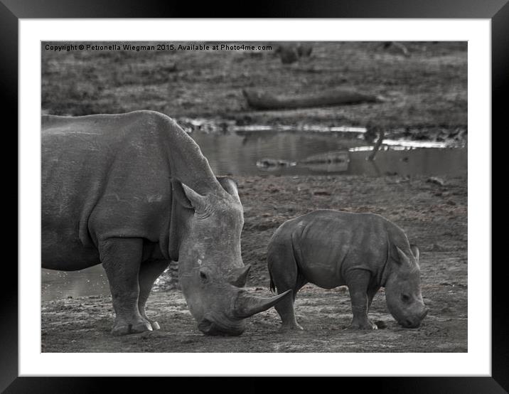 White Rhino baby  Framed Mounted Print by Petronella Wiegman