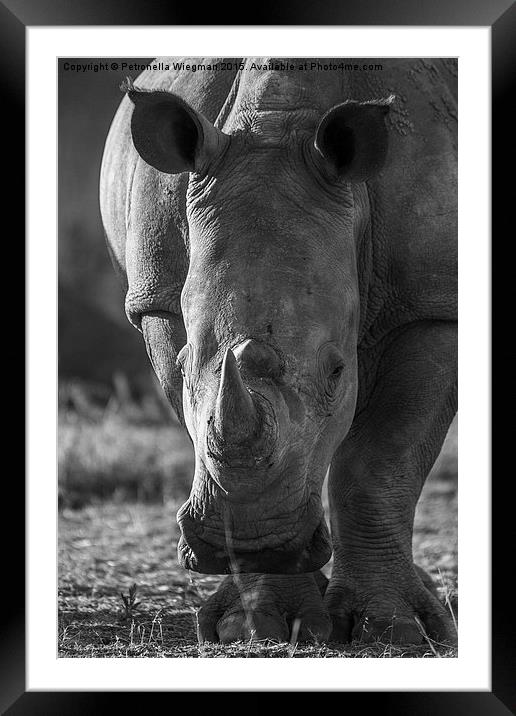  White Rhino Framed Mounted Print by Petronella Wiegman