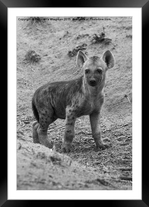  Hyena baby Framed Mounted Print by Petronella Wiegman