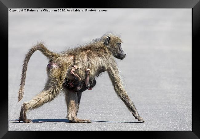  Baboon mom and baby Framed Print by Petronella Wiegman