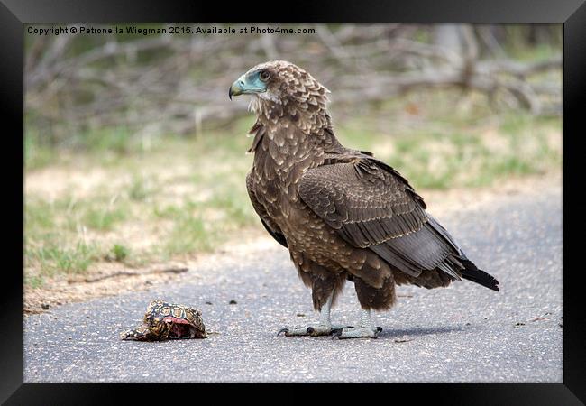  Juvenile Bateleur Framed Print by Petronella Wiegman