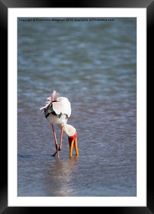 Nimmersat ooievaar Framed Mounted Print by Petronella Wiegman