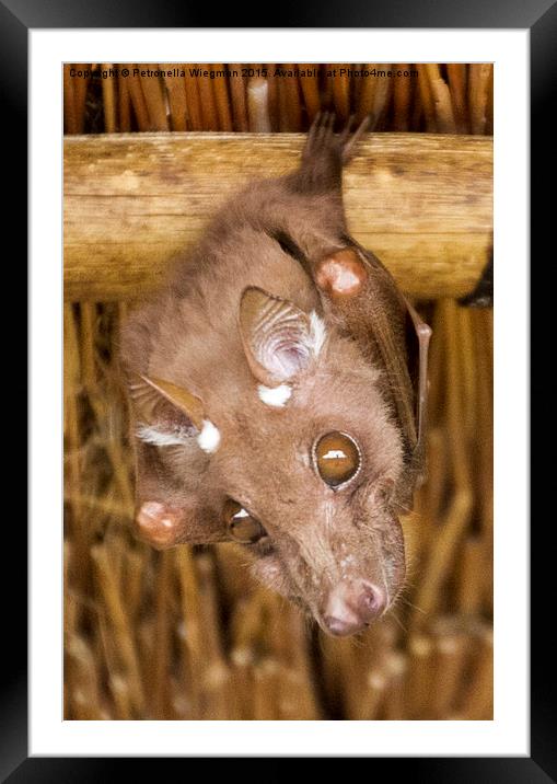 Epaulette fruitbat Framed Mounted Print by Petronella Wiegman