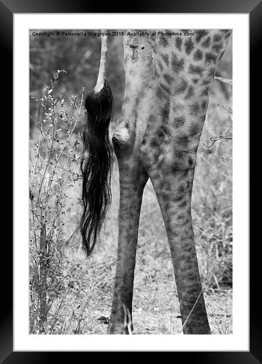  Giraffes tail Framed Mounted Print by Petronella Wiegman