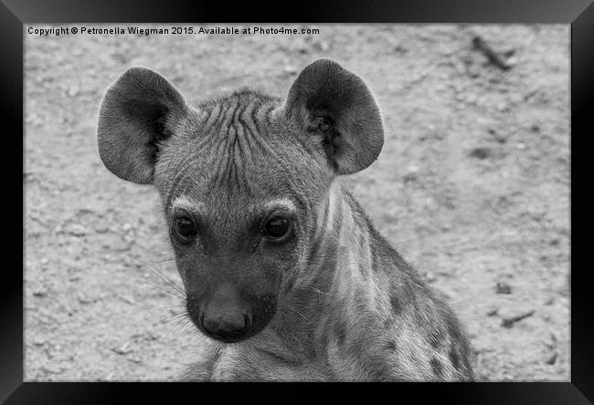 Hyena cub Framed Print by Petronella Wiegman