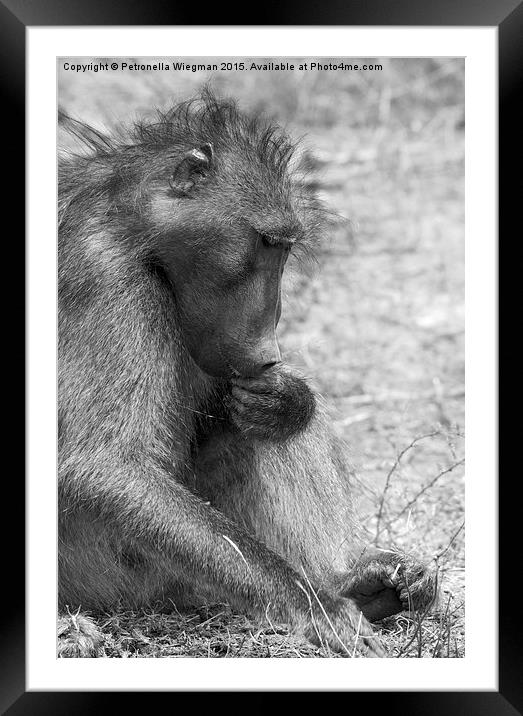  Baboon Framed Mounted Print by Petronella Wiegman