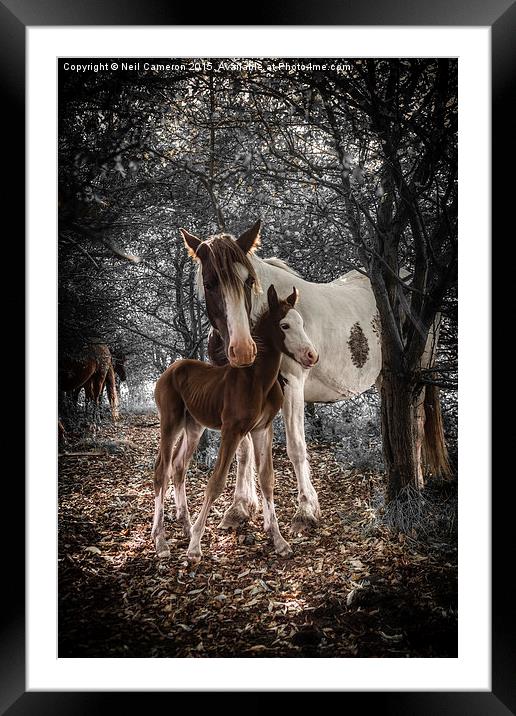 Newborn  Framed Mounted Print by Neil Cameron