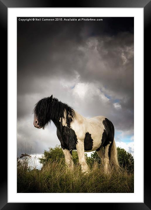  The Wild Pony Framed Mounted Print by Neil Cameron