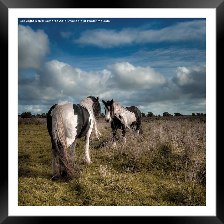  Wild Ponies of Figham Framed Mounted Print by Neil Cameron