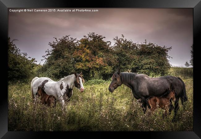  Two Mares and Two Foals Framed Print by Neil Cameron