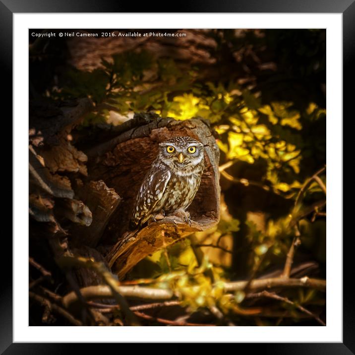 Little owl Framed Mounted Print by Neil Cameron