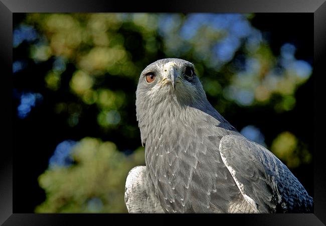  Hawk Framed Print by David Portwain