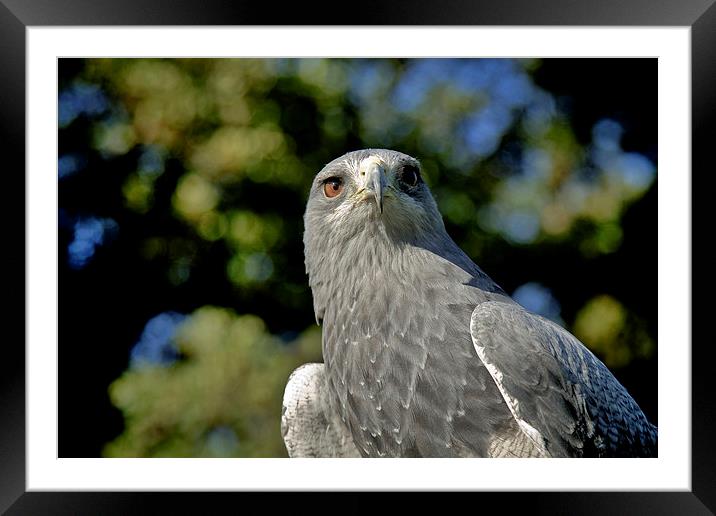  Hawk Framed Mounted Print by David Portwain