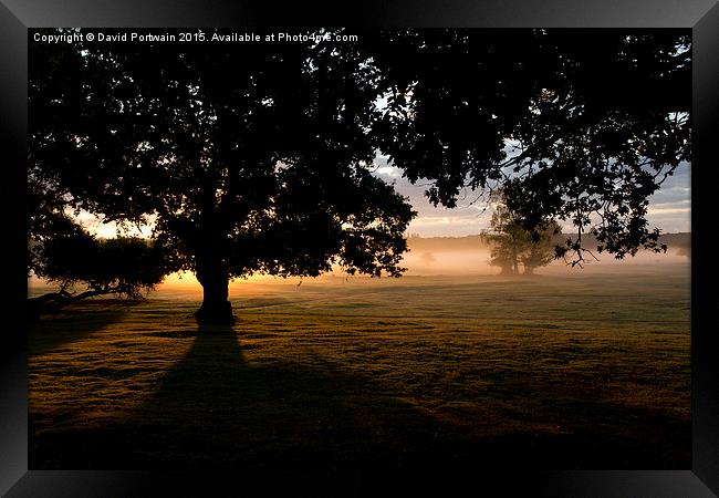  New Forest at Dawn Framed Print by David Portwain