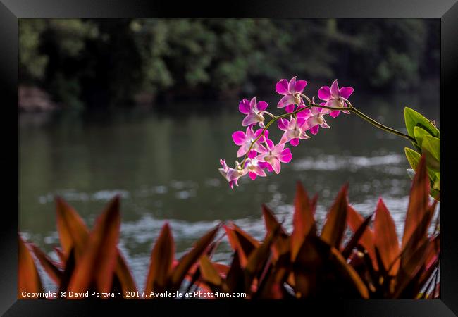 Orchid on the riverside Framed Print by David Portwain