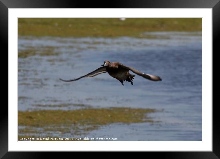 flying duck Framed Mounted Print by David Portwain