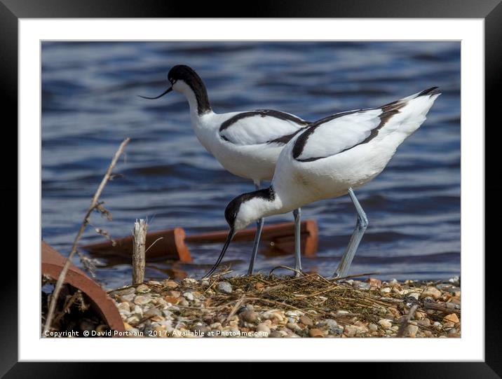 Avocets Framed Mounted Print by David Portwain