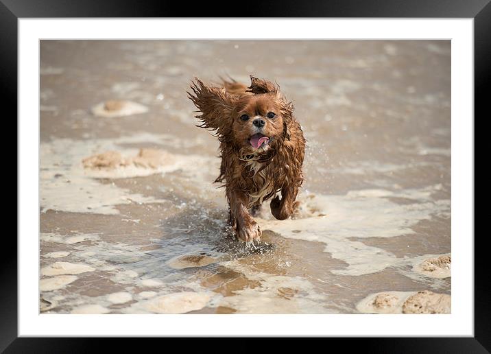 Cavalier King Charles splashing through the sea Framed Mounted Print by jessica lee