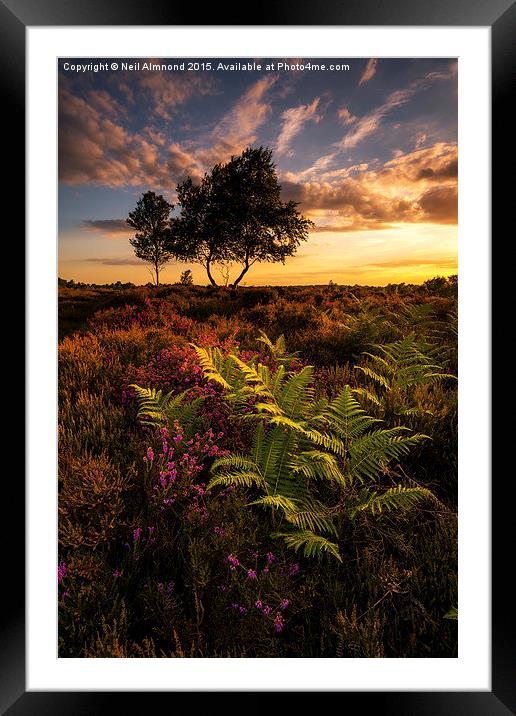  Dunwich Heather and Ferns Framed Mounted Print by Neil Almnond